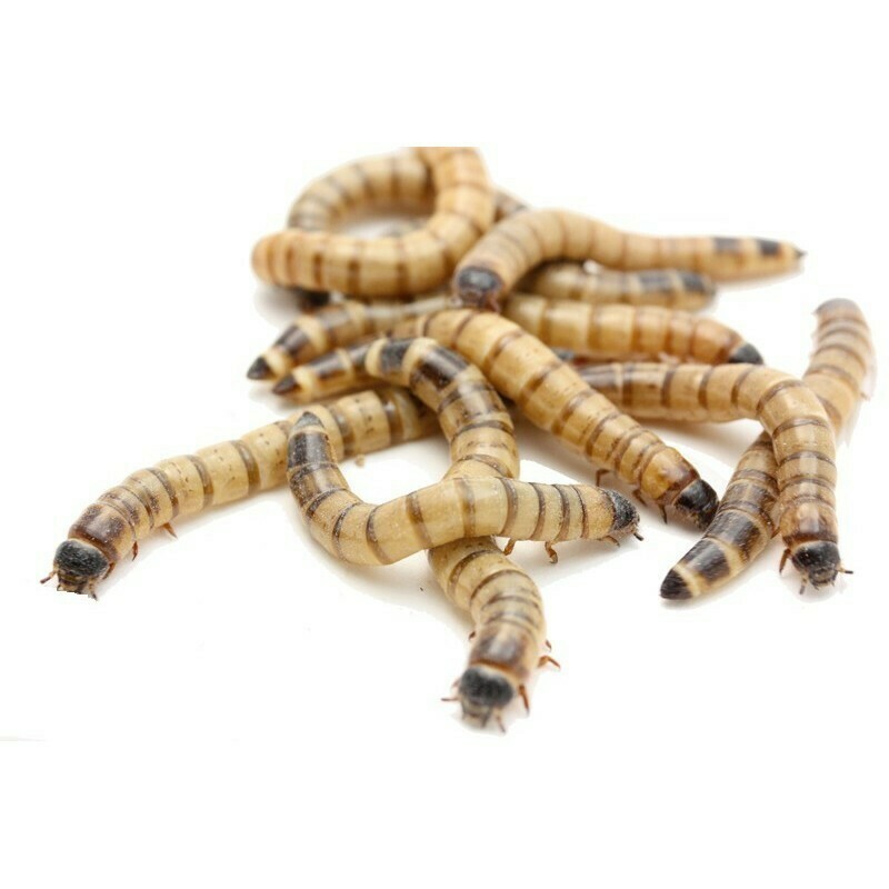 Mealworms,Morios & Other Beetle Larva