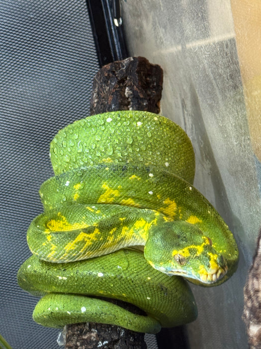CB25 Green Tree Python (Morelia viridis)