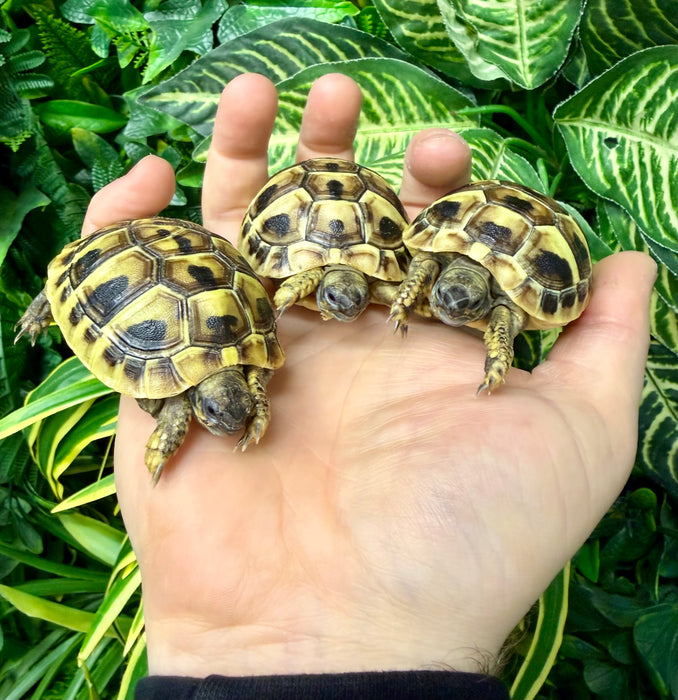 CB25 Hermann's Tortoise