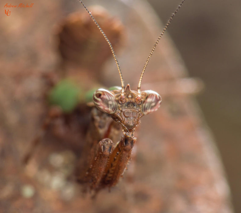 CB Japanese Boxer Mantis (Acromantis Japonica)