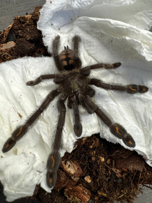CB Venezuelan Suntiger Tarantula (Psalmopoeus Irminia)