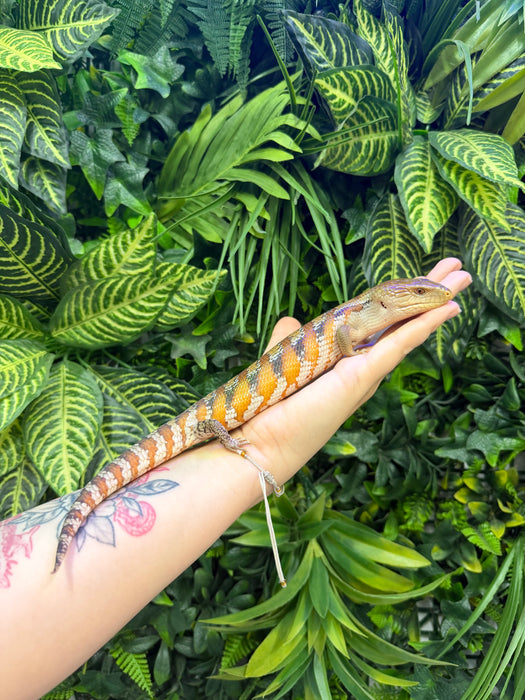 CB Northern Blue Tongued Skinks
