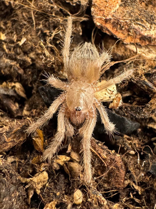 CB Paraguay Red Hair Tarantula (Nhandu Carapoensis)