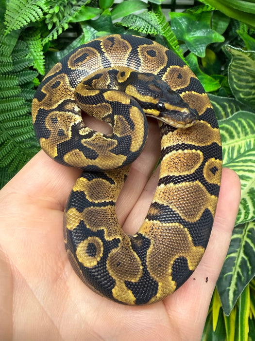 CB25 Enchi Yellowbelly Royal Python (Python Regius)