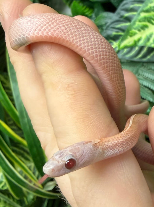 CB25 Plasma Stripe Cornsnake