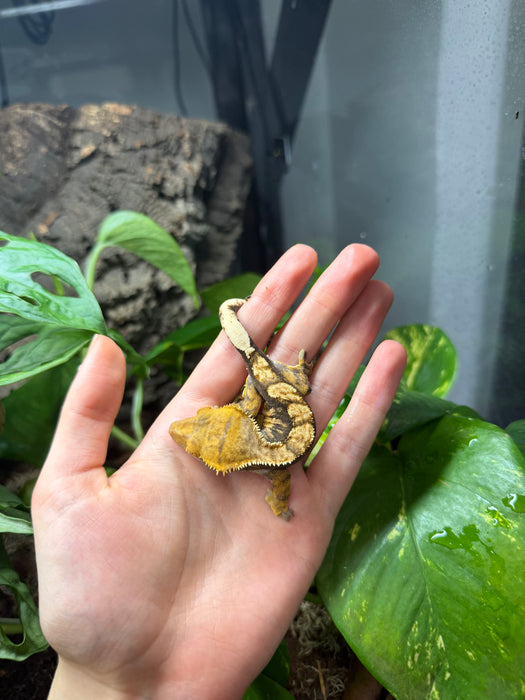 CB Mixed Morph Crested Gecko