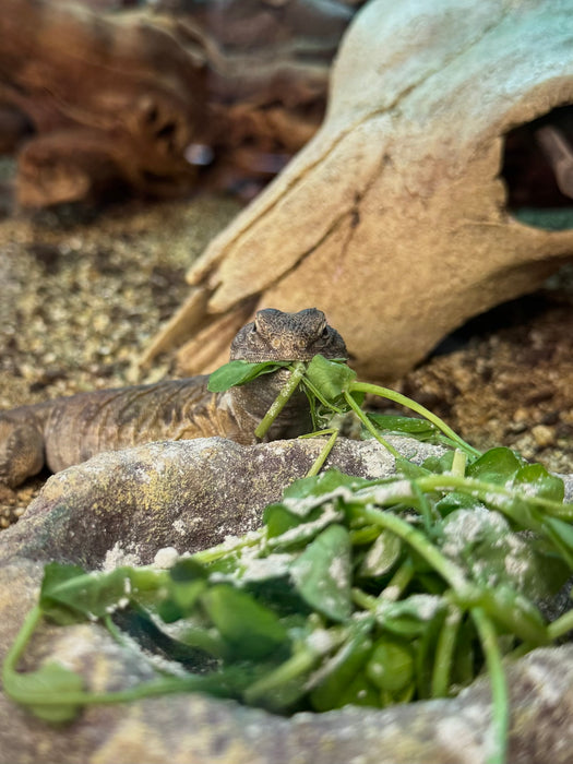 CB25 Moroccan Uromastyx