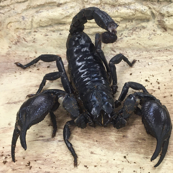 CB Asian Forest Scorpion