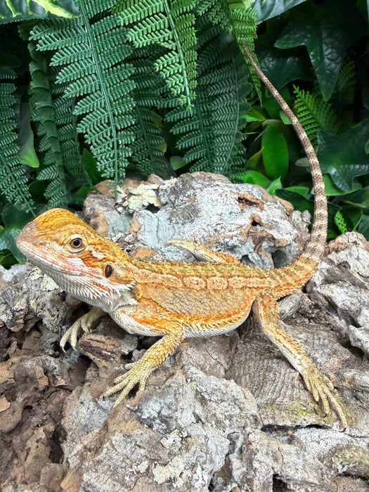 CB25 Fancy Bearded Dragons
