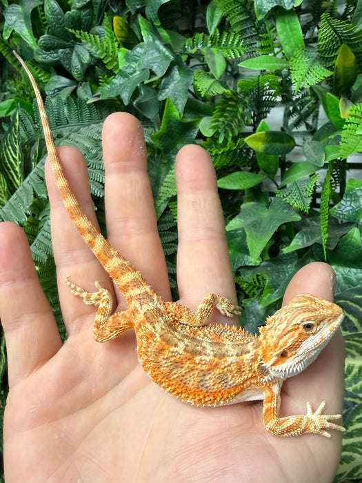 CB25 Fancy Orange Bearded Dragon