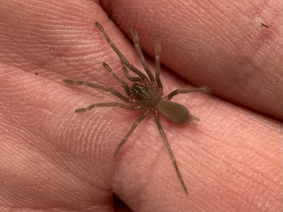 CB Neon Blue Leg Tarantula (Birupes Simoroxigorum)