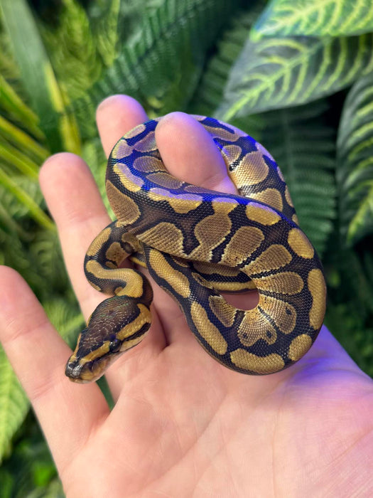 CB24 Normal Royal Python