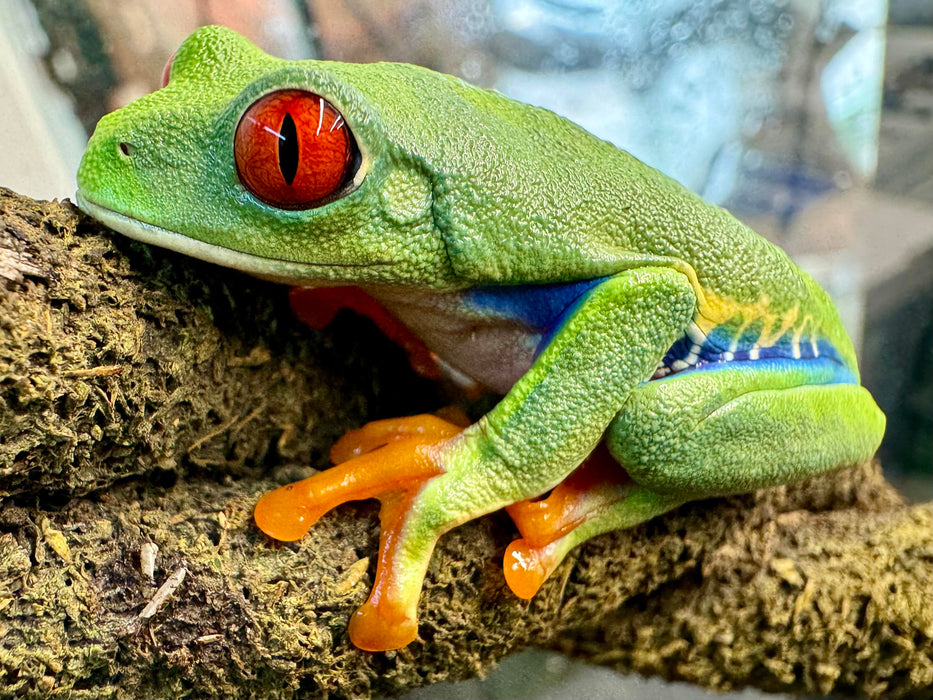 CB25 Red Eyed Tree Frog