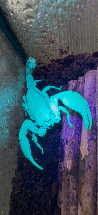 Indonesian Blue Forest Scorpion (Javanimetrus Cyaneus)