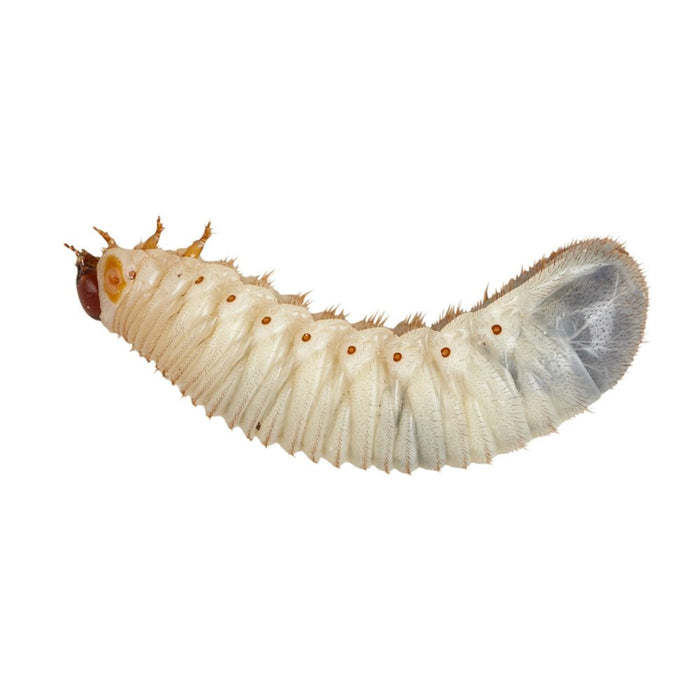 Fruit-beetle (Pachnoda) Grubs pre-pack