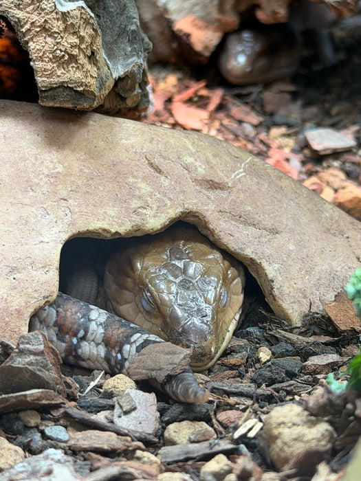 CB Northern Blue Tongued Skinks