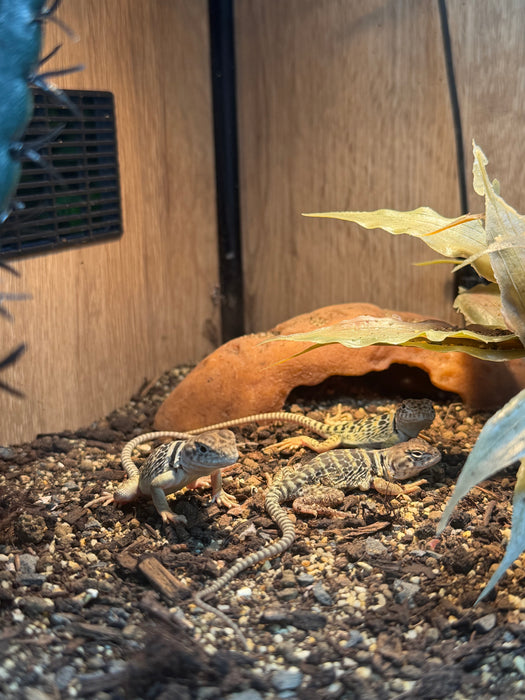 CB Eastern Collared Lizard
