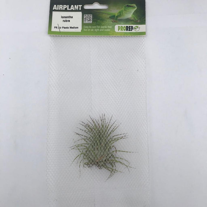 ProRep Air Plant Med. Ionantha Rubra