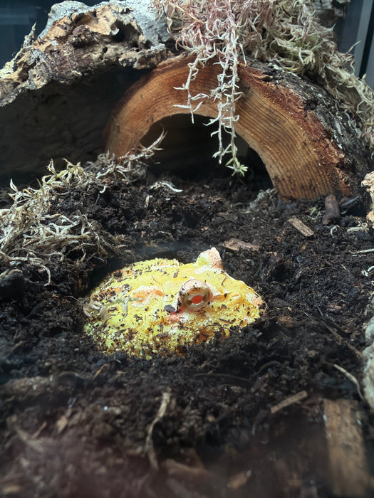 CB25 Pikachu Horned Frog (Ceratophrys Cranwelli)
