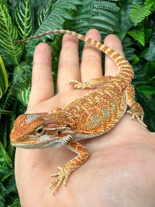 CB25 Fancy Orange Bearded Dragon