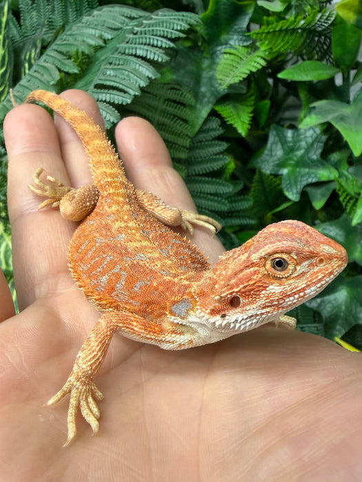 CB25 Fancy Orange Bearded Dragon