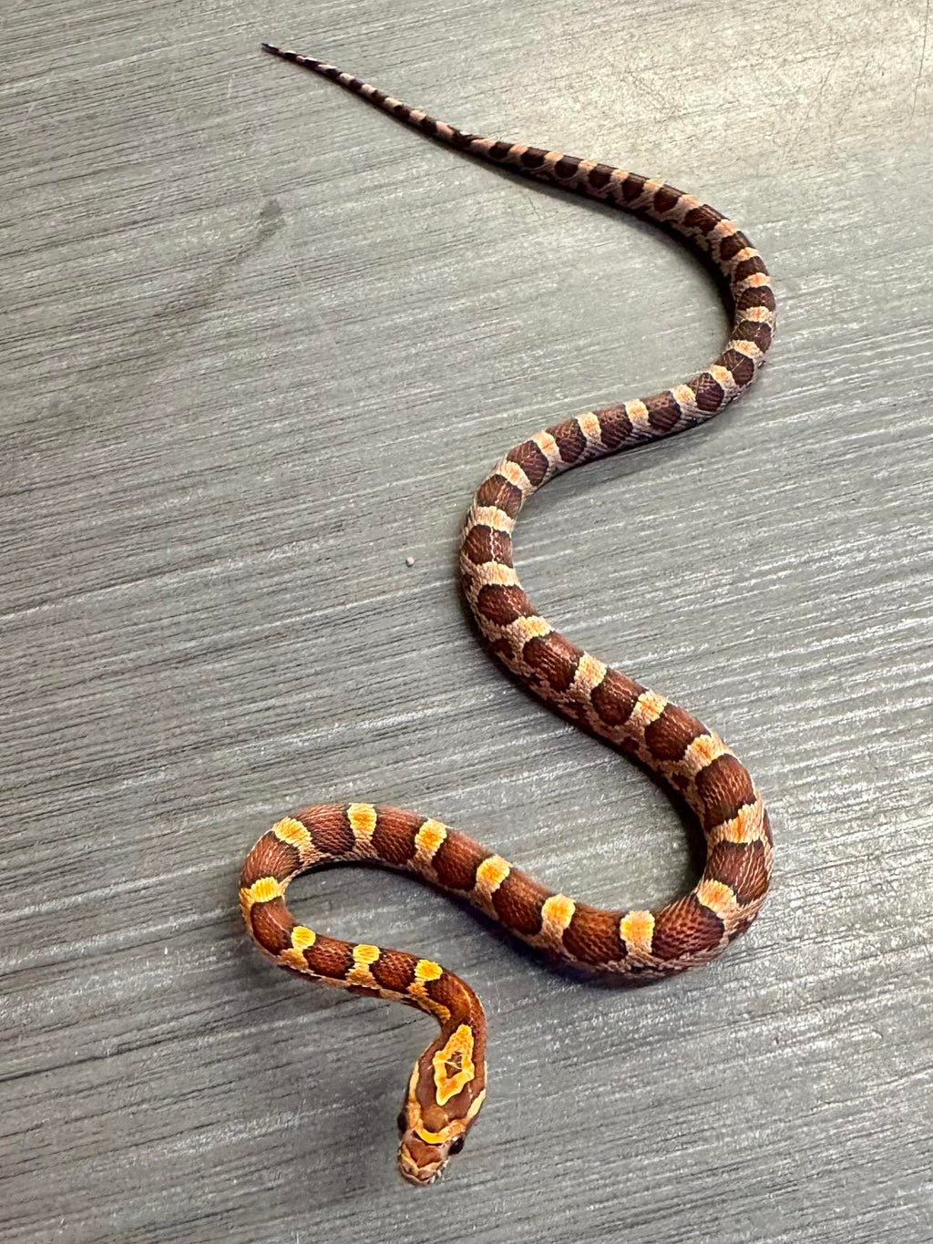 Snake. Shop Snakes For Sale | Current Stock List | Talk To Our Experts — The ...