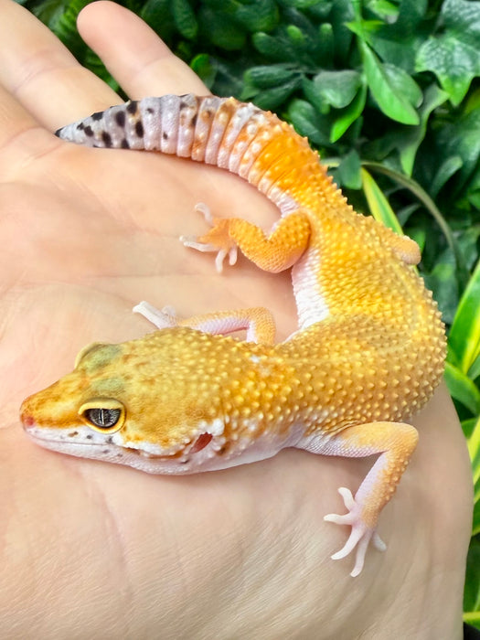 CB25 Super Hypo Tangerine Leopard Gecko