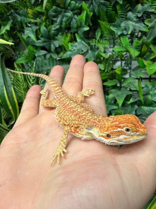 CB25 Fancy Orange Bearded Dragon