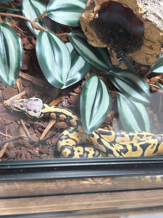 CB Super Pastel Het Clown Royal Python