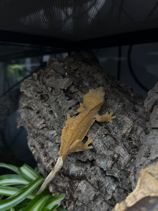 CB Mixed Morph Crested Gecko