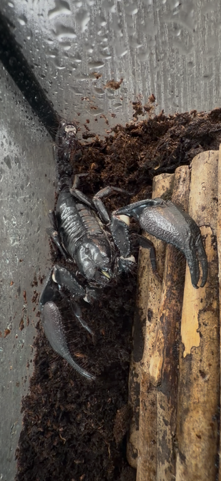 Indonesian Blue Forest Scorpion (Javanimetrus Cyaneus)