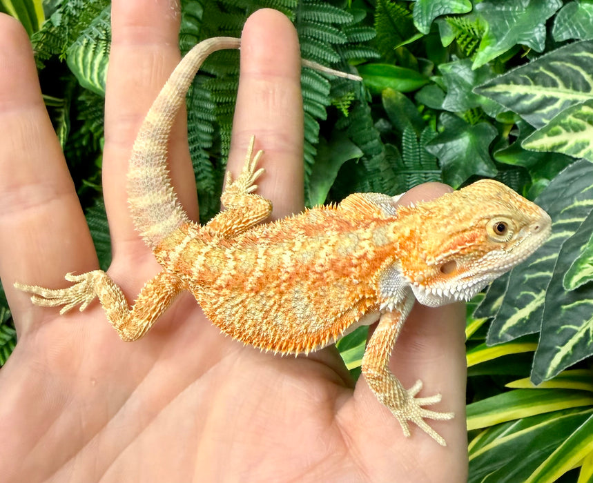 CB25 Fancy Orange Bearded Dragon