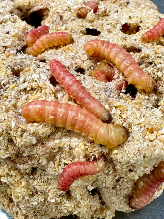 Live Butterworms Pre-Pack 10 (Mixed Sizes)