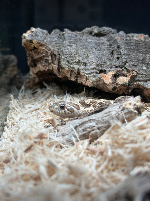 CB Western Hognose Snake
