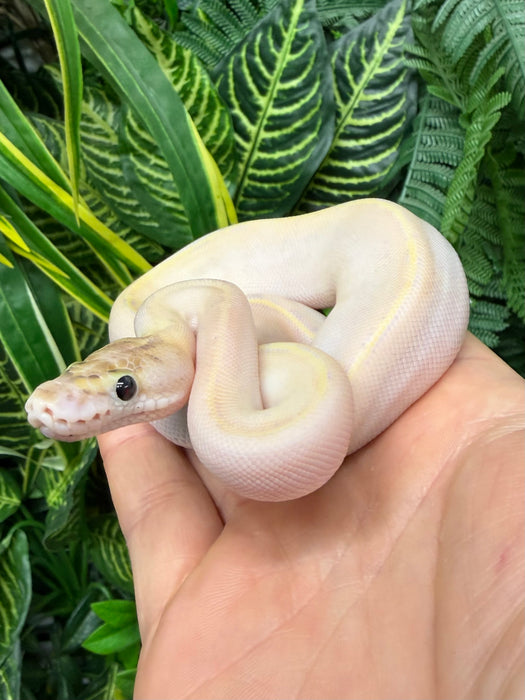 CB25 Ivory Royal Python (Python Regius)