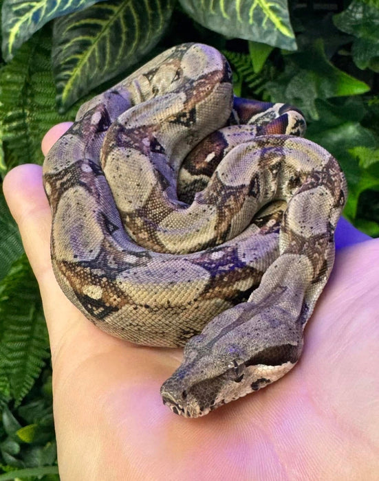 CB22 Hog Island Boa Constrictor