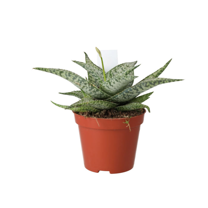 Live Plant Variegated Aloe (Medium)