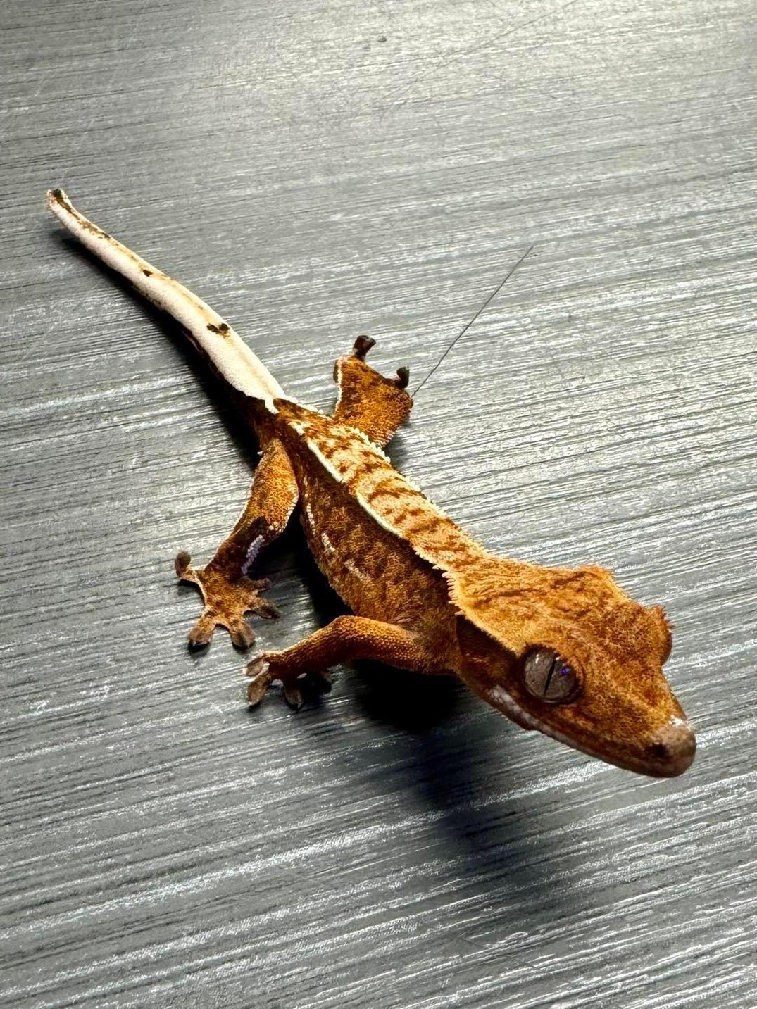 Geckos For Sale | Current Stock List | Talk To Our Experts — The ...