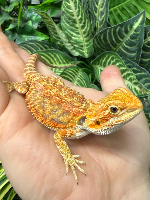 CB25 Fancy Orange Bearded Dragon
