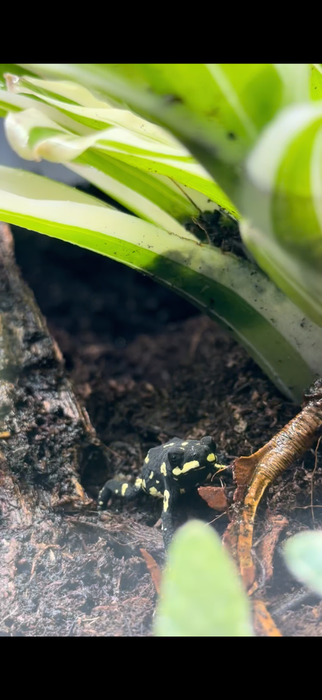 CB Bumblebee Toad (Melanophryniscus Klappenbachi)