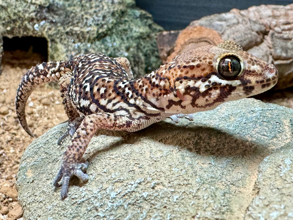 CB23 Panther Gecko