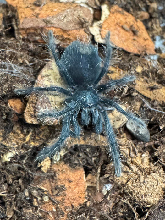 CB Haitian Giant Brown Tarantula (Phormictopus Cancerides)