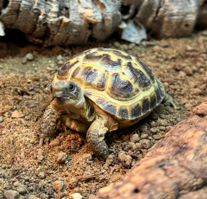 CB Horsefield Tortoise