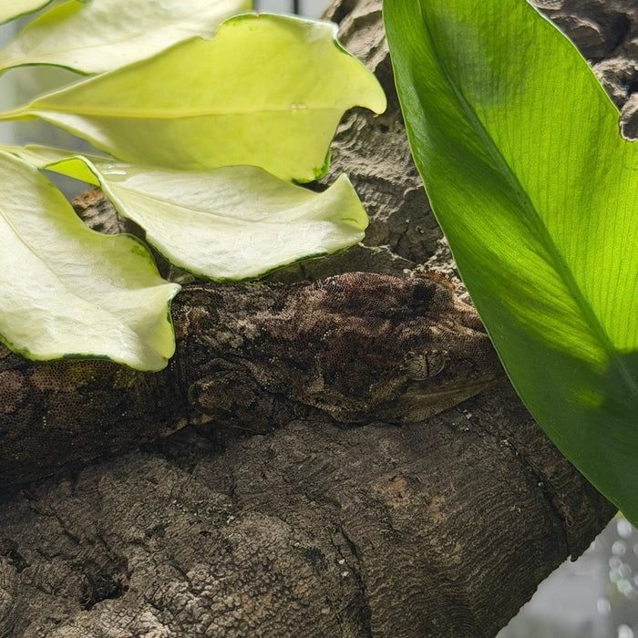 CB24 Mossy Gecko (Mniarogekko Chahoua)