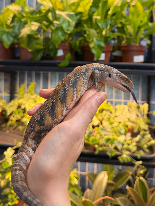 CB Northern Blue Tongued Skinks