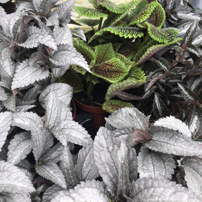 ProRep Live Plant Pilea (Mixed Species, Large)