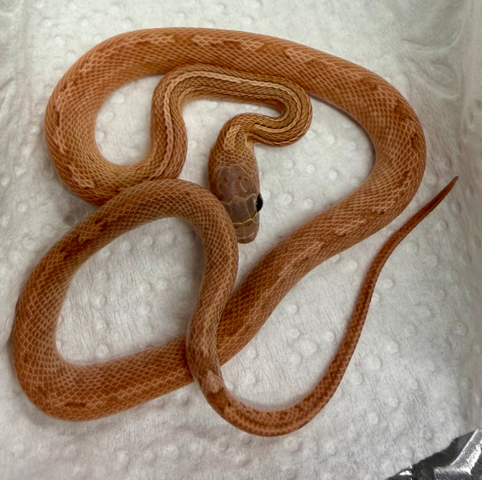 CB25 Plasma Stripe Cornsnake