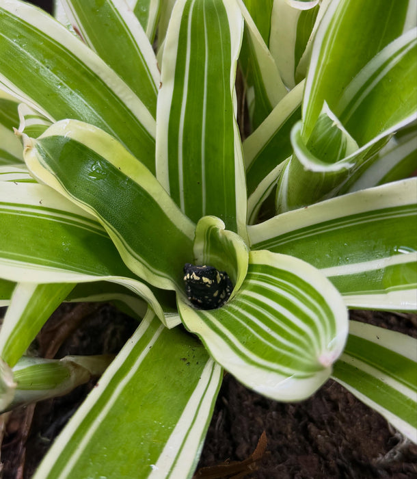 CB Bumblebee Toad (Melanophryniscus Klappenbachi)