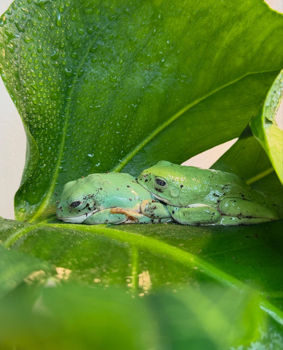 CB Giant Mexican Leaf Frog (Agalychnis Dacnicolor)