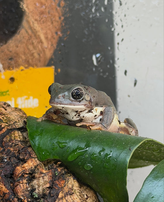 CB Giant Mexican Leaf Frog (Agalychnis Dacnicolor)